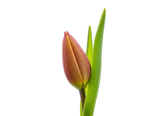 Isolated unopened tulip flower with green leaves on a stem, spring blossom close-up