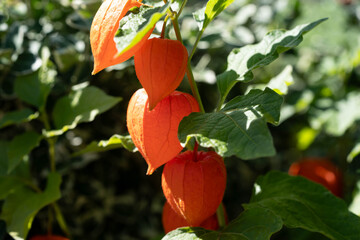 Die Blasenkirschen (Physalis) sind eine Gattung aus der Familie der Nachtschattengewächse...