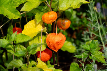 Die Blasenkirschen (Physalis) sind eine Gattung aus der Familie der Nachtschattengewächse...