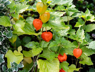 Die Blasenkirschen (Physalis) sind eine Gattung aus der Familie der Nachtschattengewächse...