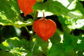 Die Blasenkirschen (Physalis) sind eine Gattung aus der Familie der Nachtschattengewächse...
