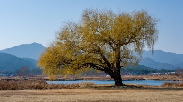Salix subfragilis known as Seonbeodeul in Korea is a willow with brittle branches typically found by rivers and wetlands vital for ecosystems and scenery