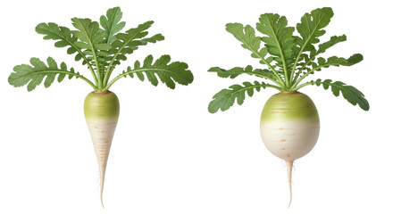 Isolated turnip roots, organic food concept, two varieties of raw fresh root crops