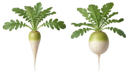 Isolated turnip roots, organic food concept, two varieties of raw fresh root crops