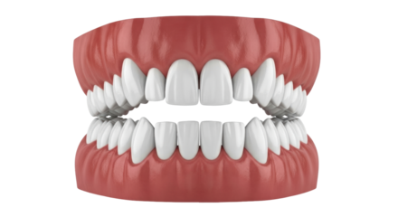 Isolated upper and lower denture with white teeth to maintain oral hygiene and health