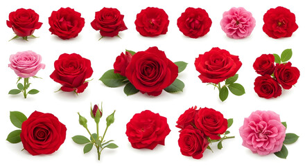 Red Roses in Bloom: A stunning display of red roses showcasing the diverse forms and textures of these timeless flowers, perfect for conveying emotions and adding elegance.