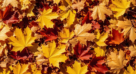 Autumn's Colorful Canopy: A stunning close-up of vibrant autumn leaves, their textures and colors creating a rich tapestry of the season. 