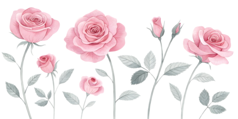 Rose watercolor floral design elements. Isolated flower PNG.