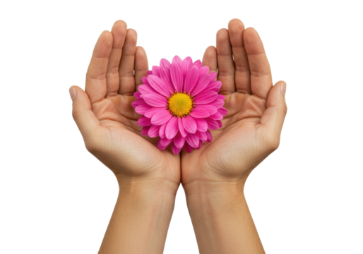 Isolated pink gerbera daisy in cupped hands offering care, friendship and tenderness