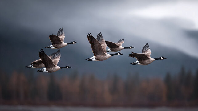Majestic geese in flight against an atmospheric backdrop. Perfect for conveying themes of migration, teamwork, freedom, or natures beauty. Inspiring and serene.
