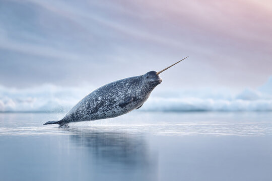 Mystical narwhal leaping from icy waters. Symbolizes uniqueness, fantasy, and the Arctic. Ideal for nature, conservation, or mythical themes. Inspiring - Powered by Adobe