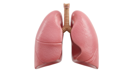 Isolated human lungs, anatomical respiratory system illustration for medical or science study