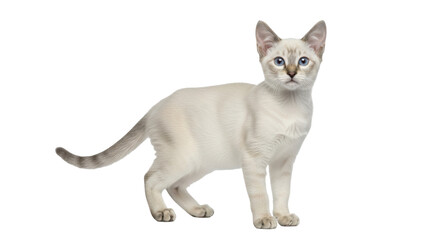 Isolated lynx point Siamese cat standing alert, beautiful feline companion, family pet © Aino