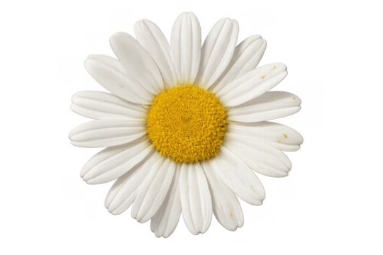Daisy flower head showing white petals and yellow center, isolated on a transparent background, symbolizing purity and nature