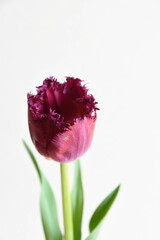 赤紫のチューリップ