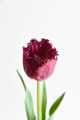 赤紫のチューリップ