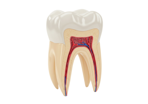 Isolated tooth model with internal anatomy, dental care and health concepts in illustration style