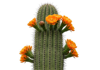 Isolated succulent Echinopsis spachiana cactus with bright orange flowers in spring, Arizona desert © Solene