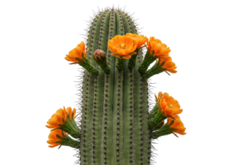 Isolated succulent Echinopsis spachiana cactus with bright orange flowers in spring, Arizona desert