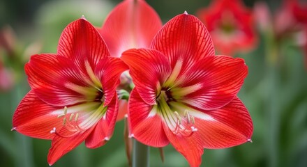Two vibrant red amaryllis flowers with white stripes image