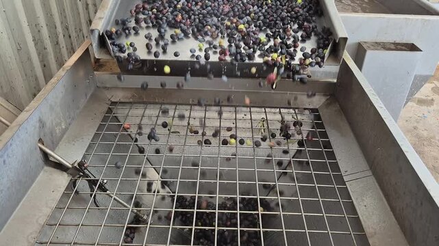 olive washer and defoliator in an olive oil factory