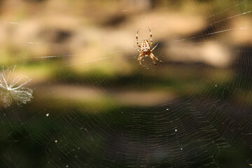 A common orb-spider (Araneus diadematus) sits in a web in the forest.