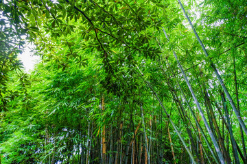 Fototapeta premium Many bamboo stalks and light beam,bamboo thick and green,bamboo forest with young Bamboos.