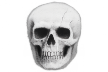 Human skull drawing illustrating death, memento mori, and anatomy, isolated on transparent background