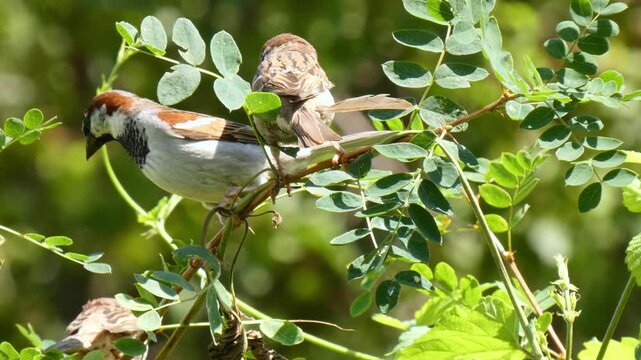 Small brown birds sparrows on small twig around long, chirps and jumps close-up