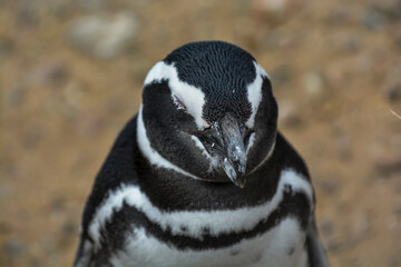 Magellanic penguin, Caleta Valdes, peninsula Valdes, Chubut Province, Patagonia Argentina