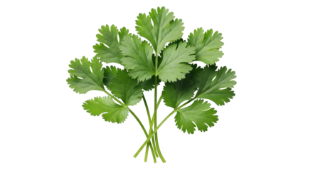 Isolated fresh cilantro sprigs, bunch of vibrant green coriander herbs for cooking and flavor