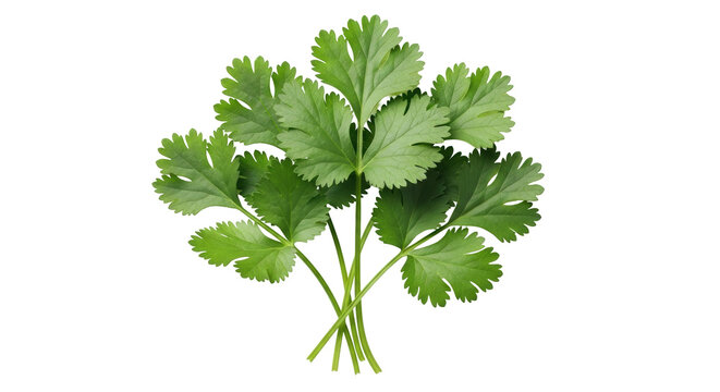 Isolated fresh cilantro sprigs, bunch of vibrant green coriander herbs for cooking and flavor