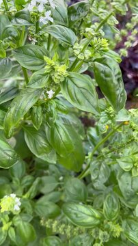 Garden bed with green spicy basil bushes. Purple leaves. Spices. Blooming. For video presentation, advertising. Background. Close up. Terraced bed, raised garden. Vertical. Autumn vibes