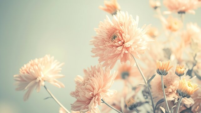 A bouquet of charming light pink and peach chrysanthemums, set against an antique light blue background, captured with a soft-focus, evoking nostalgic memories of serene moments.