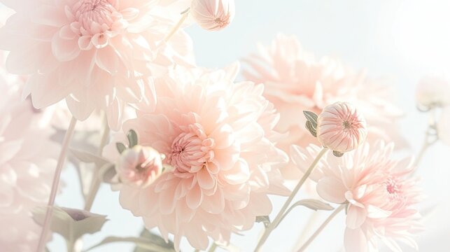 A bouquet of charming light pink and peach chrysanthemums, set against an antique light blue background, captured with a soft-focus, evoking nostalgic memories of serene moments.