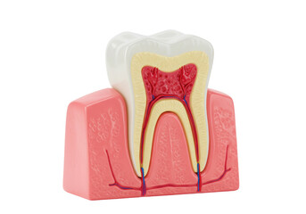 Isolated Cross-Section of a Tooth Depicting Anatomy, Layers, Pulp and Root, Healthy Dental Structure