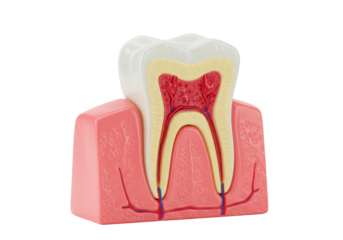 Isolated Cross-Section of a Tooth Depicting Anatomy, Layers, Pulp and Root, Healthy Dental Structure