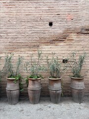 mediterranean garden in italy