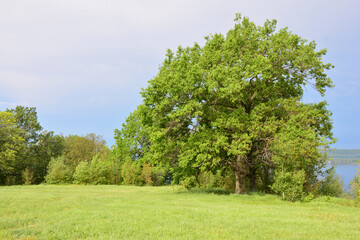 Majestic Oak Tree in a Green Meadow by the Water