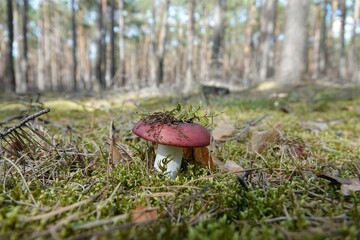 Mushrooms