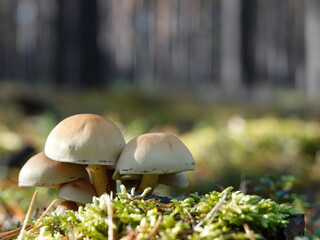 Mushrooms
