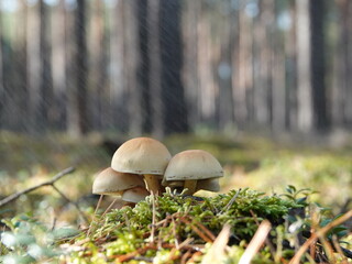 Mushrooms