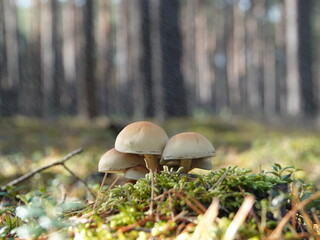 Mushrooms
