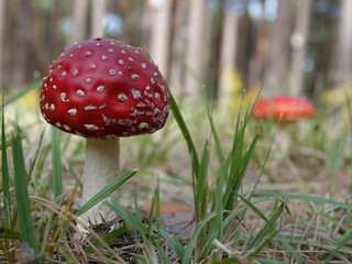 fly agaric mushroom