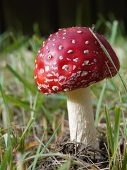 fly agaric mushroom