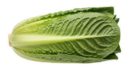 Isolated romaine lettuce heart showing crisp and ribbed leaves, a nutritious green vegetable