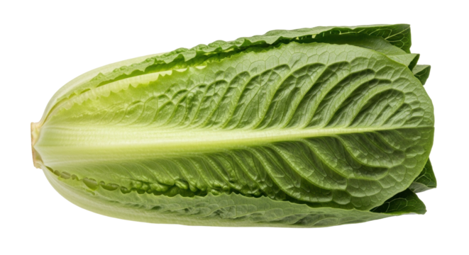 Isolated romaine lettuce heart showing crisp and ribbed leaves, a nutritious green vegetable