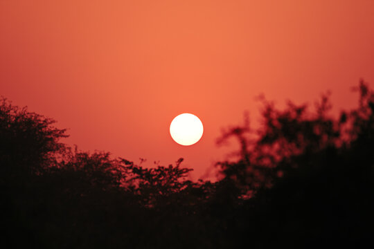 Sunrise over Bharatpur, India, with vivid orange sky and silhouette of trees in early morning nature landscape.