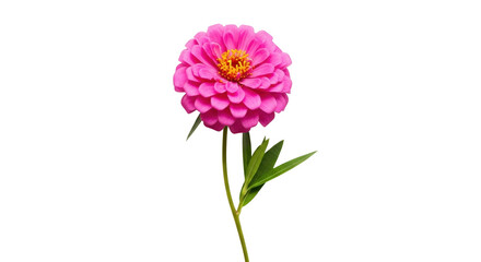Isolated Bright Pink Zinnia Flower Head with Vibrant Yellow Center on Plain Background