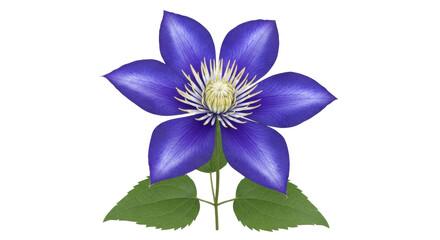 Isolated vibrant clematis flower with yellow stamen, beautiful purple bloom and green leaves